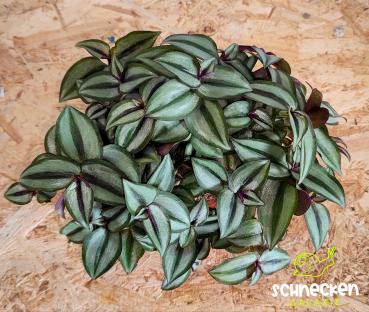 große Dreimasterblume dunkel Tradescantia