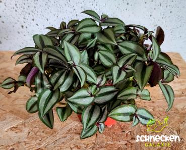 große Dreimasterblume dunkel Tradescantia