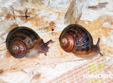 Gefleckte Weinbergschnecke  " Cornu aspersum maxima ,,  mit Gehäusefehler