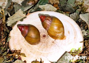 " Lissachatina Zanzibarica Pink Top ,, mit Gehäusefehlern