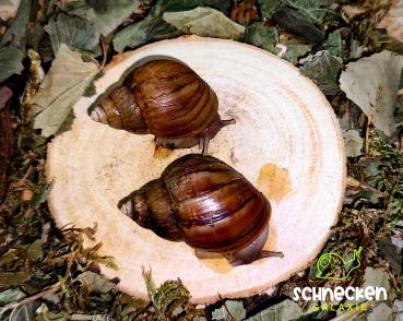 Große Achatschnecke " Lissachatina fulica  wildfarbend ,, mit Gehäusefehlern