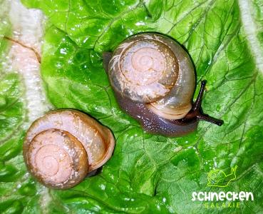 Pleurodonte isabella barbados blau  mit Gehäusefehler