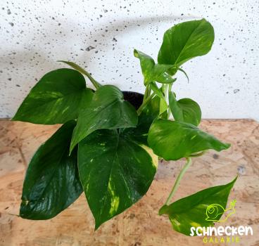 Efeutute Epipremnum pinnatum