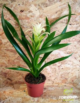 Bromelie/Guzmania