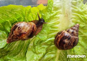 Große Achatschnecke " Lissachatina Reticulata wild ,, mit Gehäusefehler