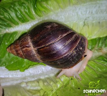 Große Achatschnecke " Lissachatina fulica  White Jade ,, mit Gehäusefehler