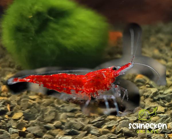 Rote Zwerggarnele Neocaridina davidi ,,Red Fire"