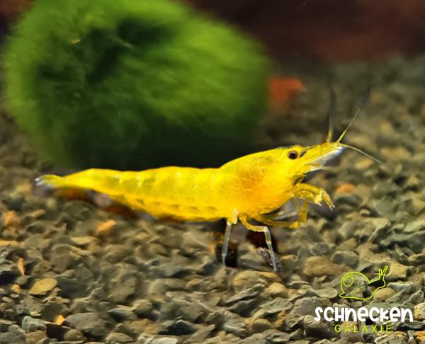 Yellow Fire Zwerggarnele Neocaridina davidi 
