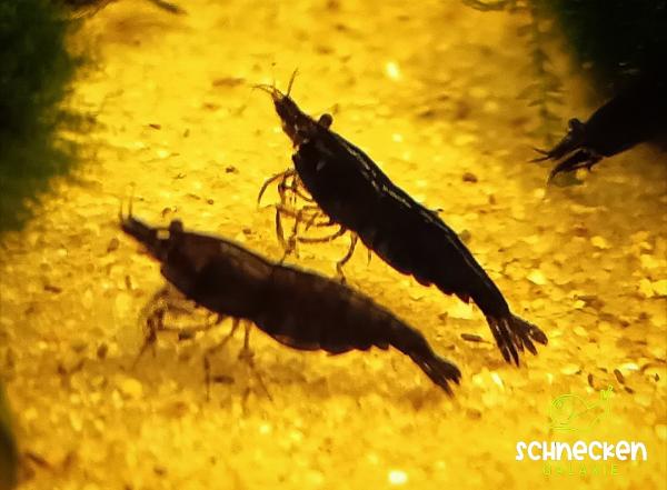 Schoko Sakura Zwerggarnele Neocaridina davidi