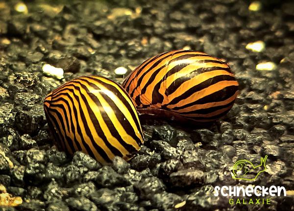 Zebra - Rennschnecke ,, Neritina natalensis"
