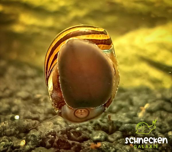 Zebra - Rennschnecke ,, Neritina natalensis"