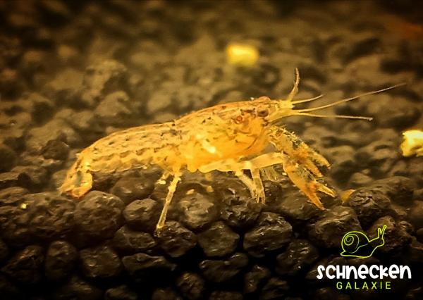 Blau- Brauner Zwergflusskrebs Cambarellus Diminutus