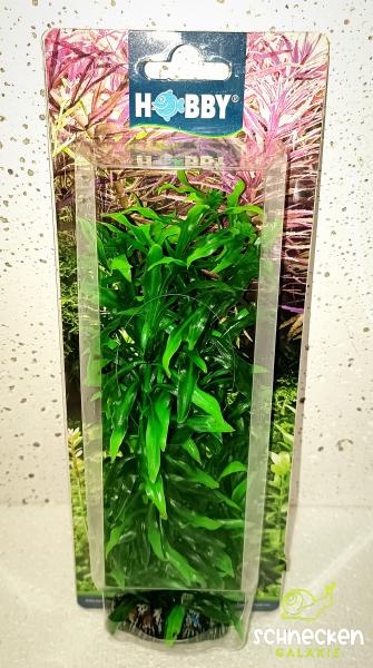 Heteranthera