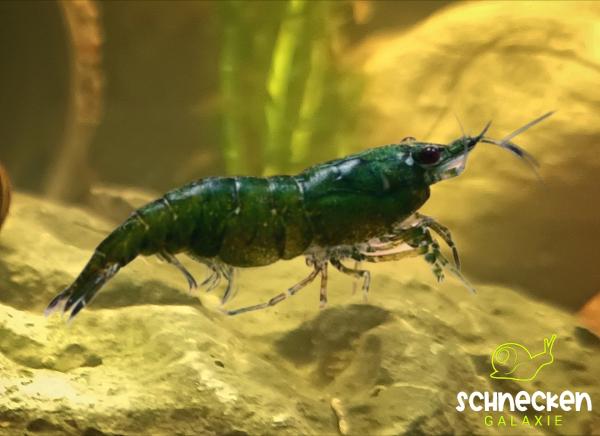 Green Jade Zwerggarnele Neocaridina davidi