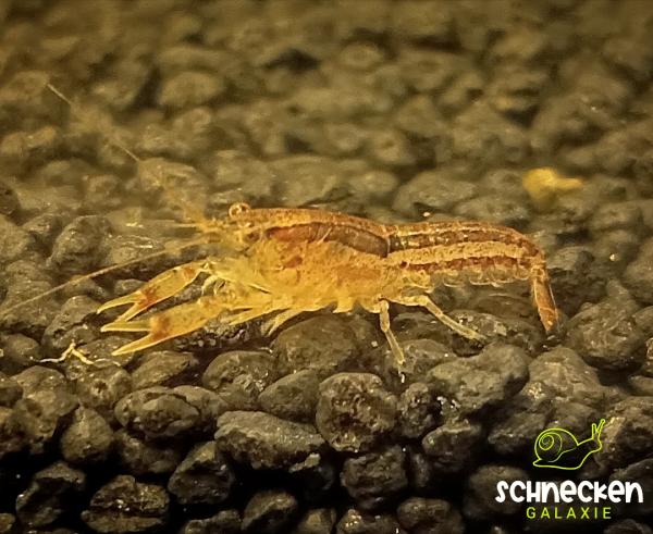 Blau- Brauner Zwergflusskrebs Cambarellus Diminutus