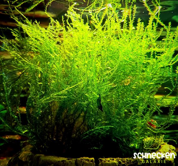 Javamoos Taxiphyllum barbieri