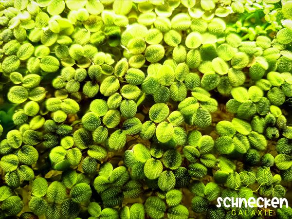 Büschelfarn ( Salvinia natans )
