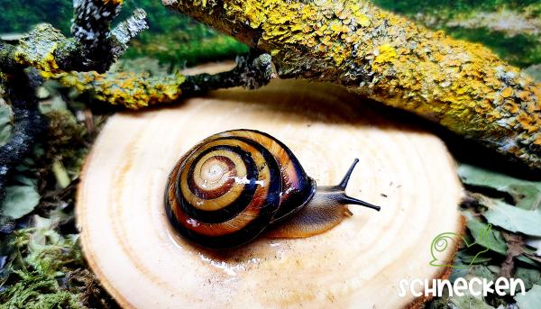 Caracolus Sagemon