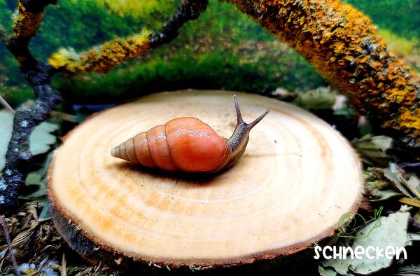 Limicolaria flammea Nigeria orange