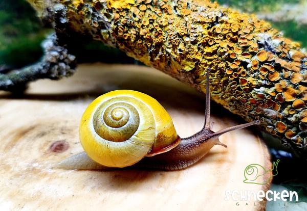 Hain - Bänderschnecke gelb  Cepaea nemoralis
