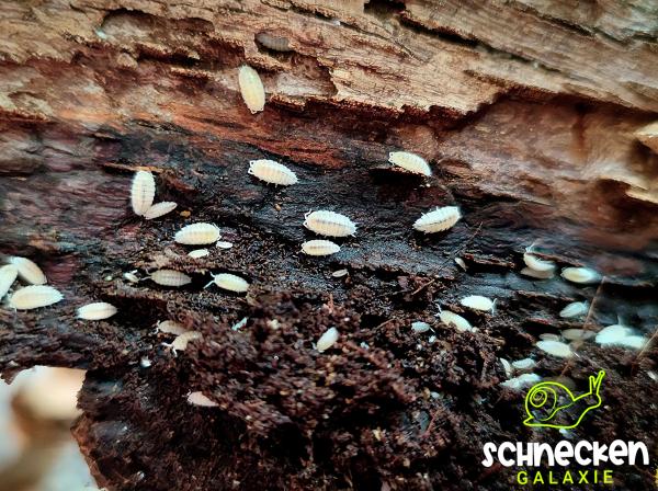 Weiße Asseln  " Trichorhina tomentosa ,,