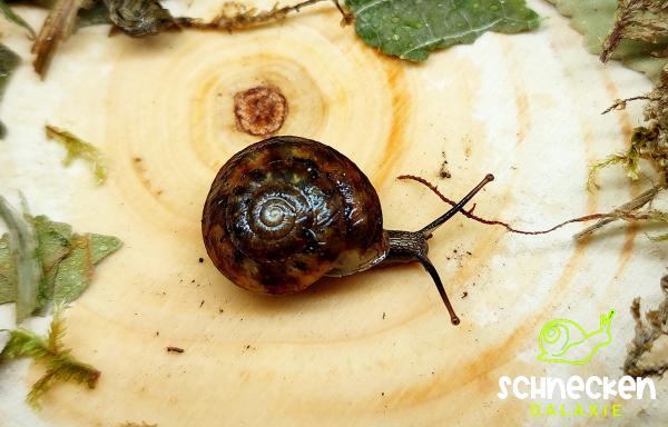 Laubschnecke ,, Hygromiidae"