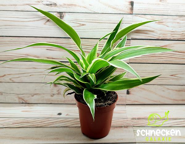Grünlilie Chlorophytum