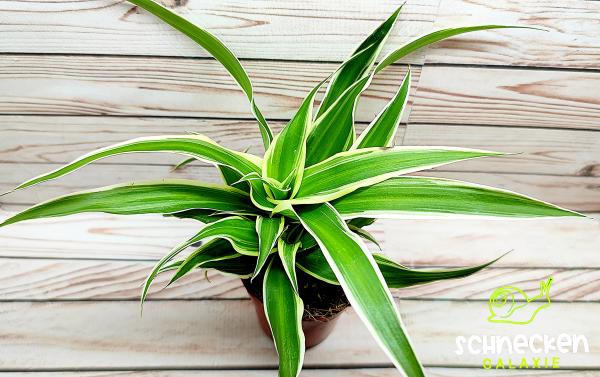 Grünlilie Chlorophytum