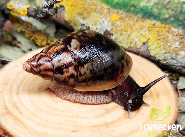 Lissachatina Reticulata  wildfarbend