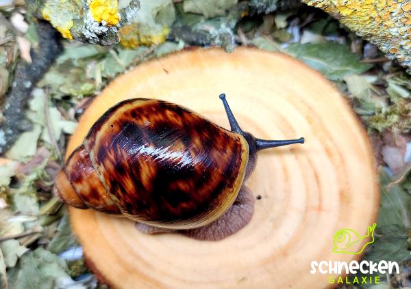 Große Achatschnecke " Archachatina marginata ovum XXL ,,