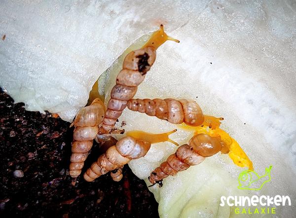 Kleine Ahlenschnecke Subulina octona