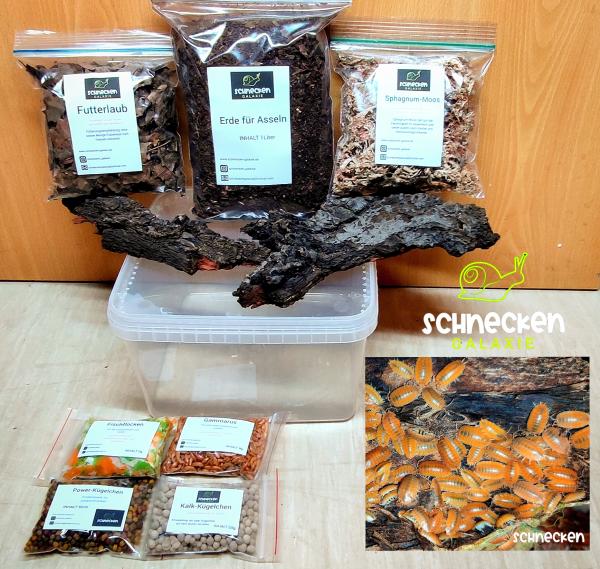 Starterset Asseln " Porcellio laevis orange ,,