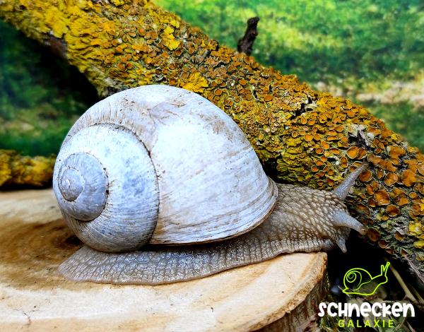  Weinbergschnecke hell " Helix pomatia ,,