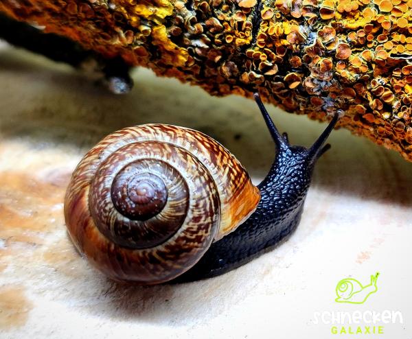 Gefleckte Schnirkelschnecke mosaik " Arianta arbustorum ,,