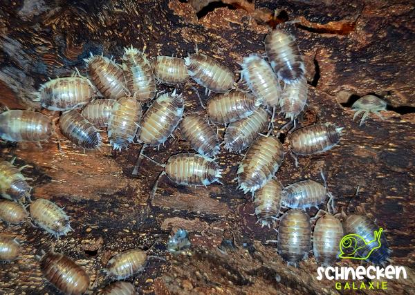 Porcellio laevis Milkback