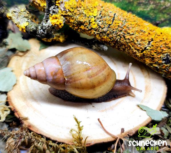 Lissachatina Fulica Rodatzi
