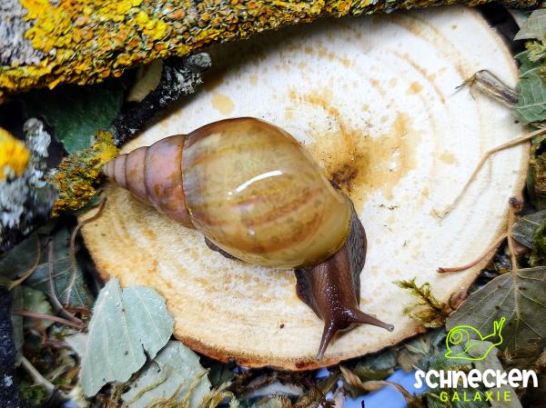 Lissachatina Fulica Rodatzi