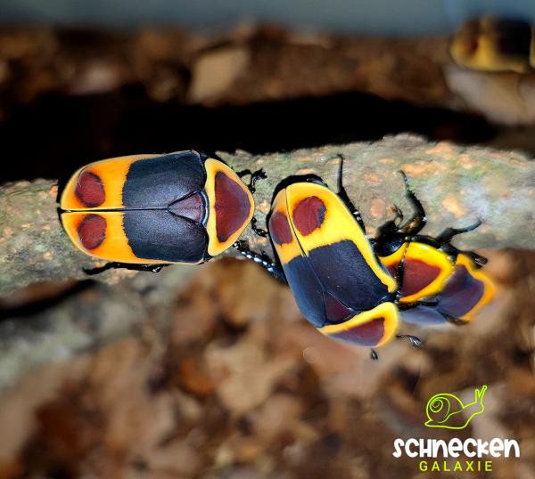 Kongo Rosenkäfer  Pachnoda marginata peregrina 
