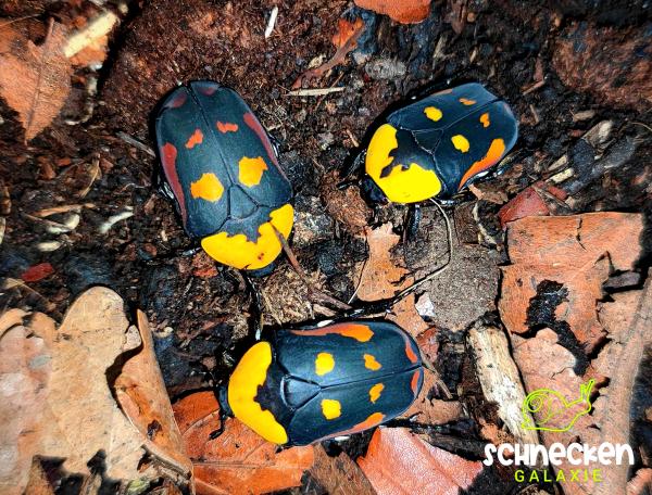 Rosenkäfer Pachnoda iskuulka (Larven)