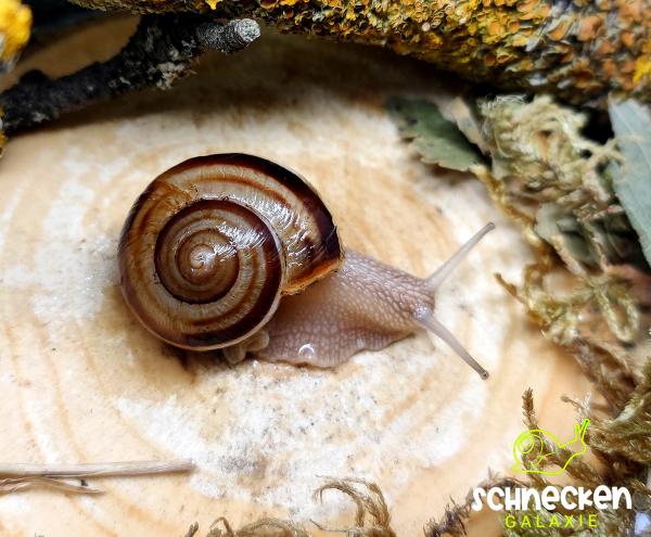 Gestreifte Weinbergschnecke "Helix lucorum,,