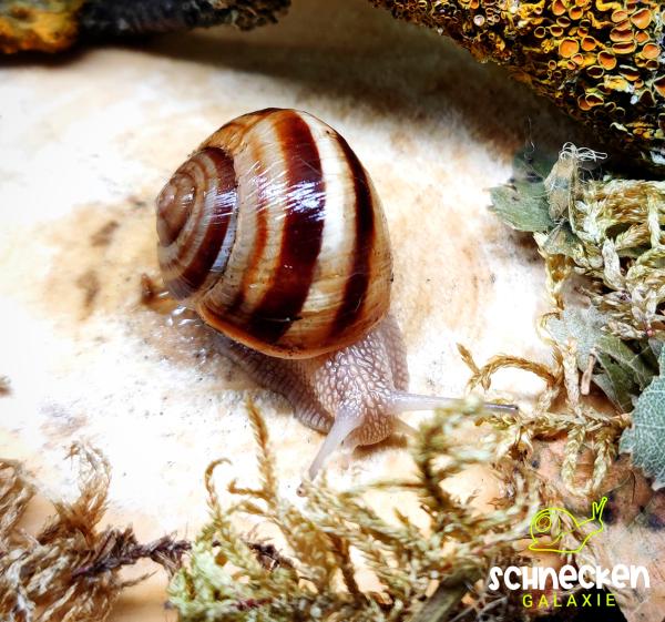 Gestreifte Weinbergschnecke "Helix lucorum,,