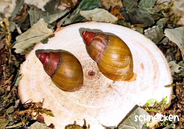 " Lissachatina Zanzibarica Pink Top ,, mit Gehäusefehlern
