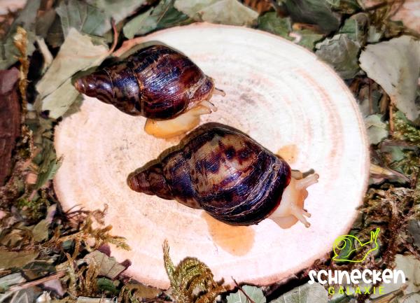 Große Achatschnecke " Lissachatina Reticulata Albino ,, mit Gehäusefehler