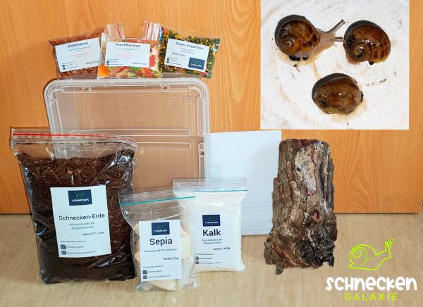 Starterset  Weinbergschnecke ,, Cornu aspersum maxima "