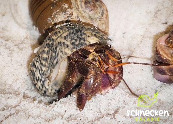 Landeinsiedlerkrebs Coenobita spec. dunkel