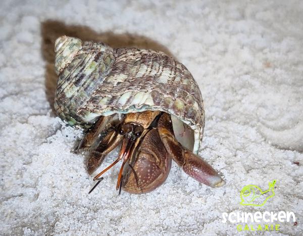 Landeinsiedlerkrebs Coenobita spec. dunkel